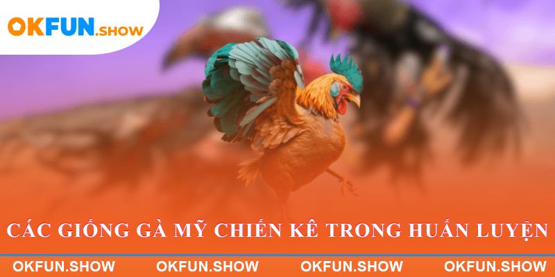 Các giống gà Mỹ chiến kê trong huấn luyện