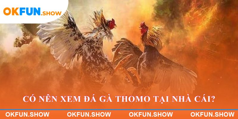 Có nên xem đá gà Thomo tại nhà cái?